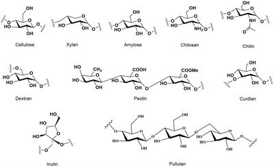 Unraveling the web of defense: the crucial role of polysaccharides in immunity